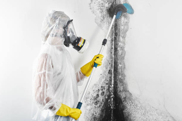 Best Environmental Consulting for Mold Prevention  in North Bellport, NY