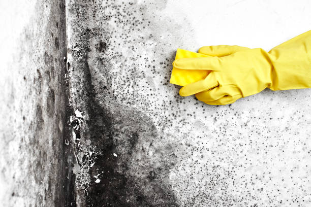 Best Mold Odor Removal Services  in North Bellport, NY
