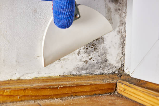 Best Attic Mold Removal  in North Bellport, NY